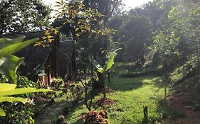 Sumatra Thomas Leaf Monkey Guesthouse & Jungle Trek